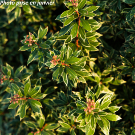 Pieris japonica 'Little Heath' - Andromède du Japon