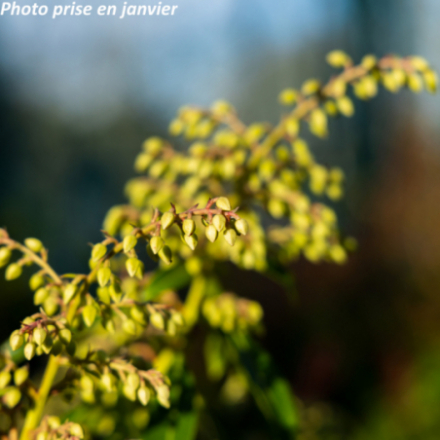 Pieris japonica 'Mountain Fire' - Andromède du Japon