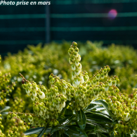 Pieris japonica 'Sarabande' - Andromède du Japon