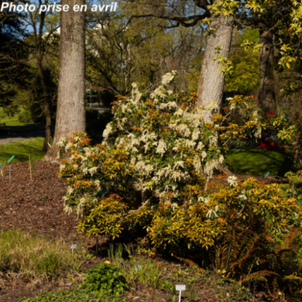 Pieris japonica 'Variegata' - Andromède du Japon