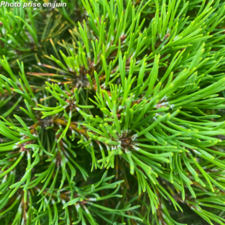 Pinus mugo 'Mughus' - Pin des montagnes