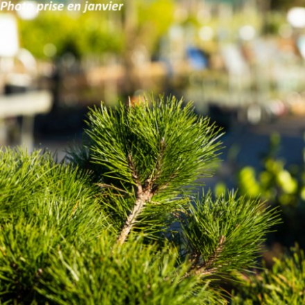 Pinus nigra 'Pierrick Bregeon' - Pin noir
