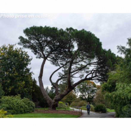Pinus pinea - Pin parasol