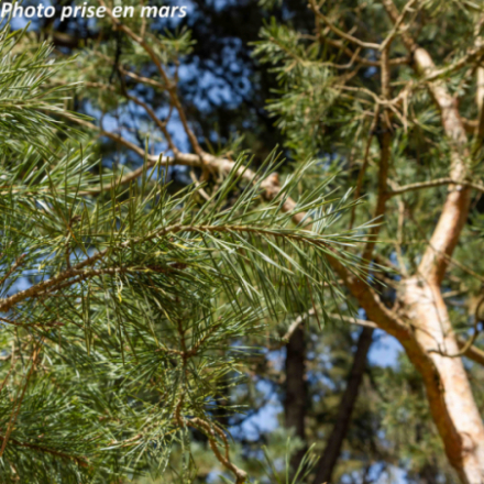 Pinus sylvestris