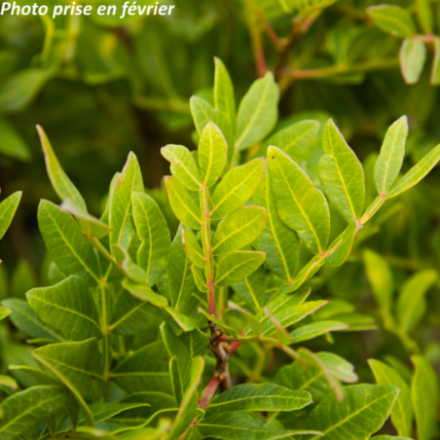 Pistacia lentiscus