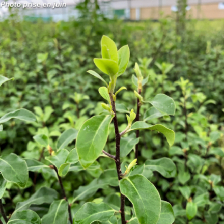 Pittosporum tenuifolium - Pittospore à petites feuilles