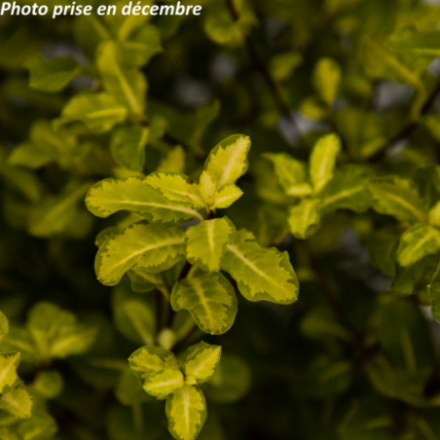 Pittosporum tenuifolium 'Abbotsbury Gold'