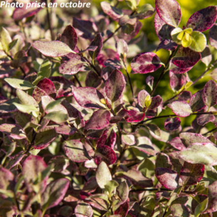 Pittosporum tenuifolium...