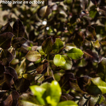 Pittosporum tenuifolium Dark Diva® 'Hutdiv' - Pittosporum à petites feuilles