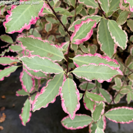 Pittosporum tenuifolium 'Elisabeth' - Pittosporum à petites feuilles
