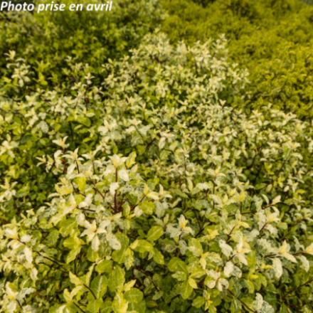 Pittosporum tenuifolium 'Iréne Patterson' - Pittospore à petites feuilles