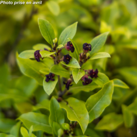 Pittosporum tenuifolium...