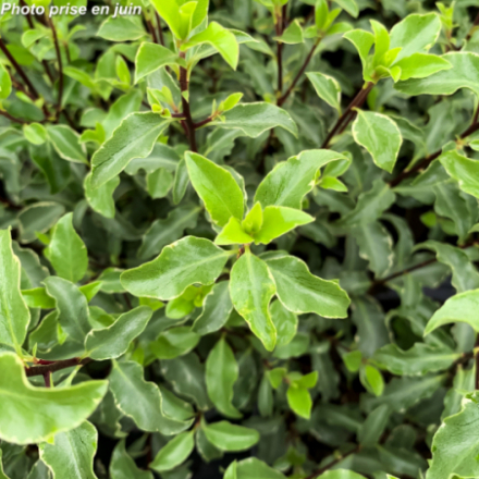 Pittosporum tenuifolium 'Penmarch'