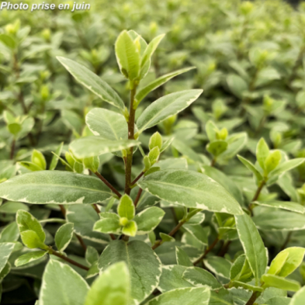 Pittosporum tenuifolium 'Silver Ball' - Pittospore à petites feuilles