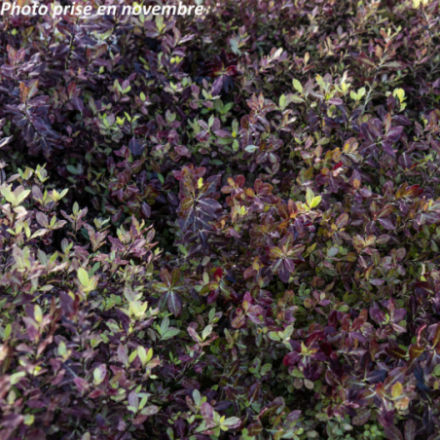 Pittosporum tenuifolium 'Tom Thumb' - Pittospore à petites feuilles