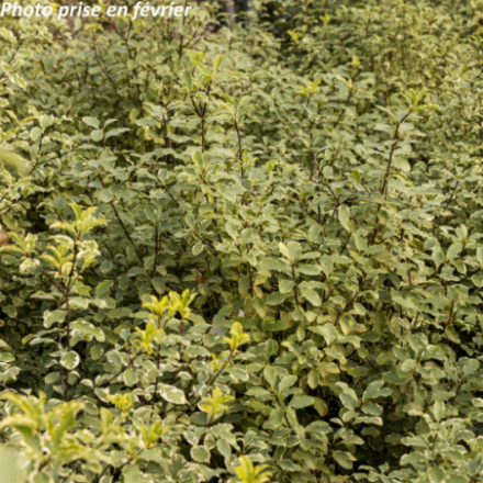 Pittosporum tenuifolium 'Variegatum' - Pittospore à petites feuilles