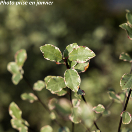 Pittosporum tenuifolium 'Victoria' - Pittospore à petites feuilles