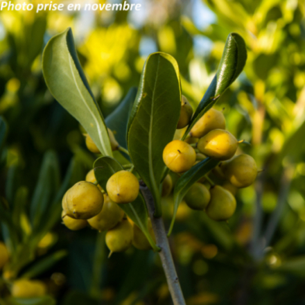 Pittosporum tobira - Pittospore du Japon