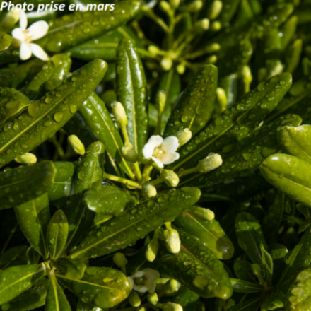 Pittosporum tobira 'Nana' - Pittospore du Japon