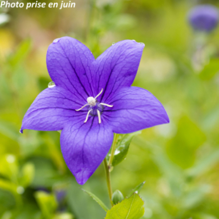 Platycodon grandiflorus 'Fuji Bleu'