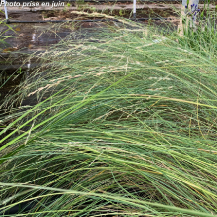Poa labillardieri 'Glauca' - Pâturin
