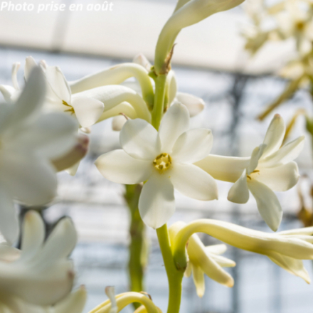 Polianthes tuberosa 'The Pearl'
