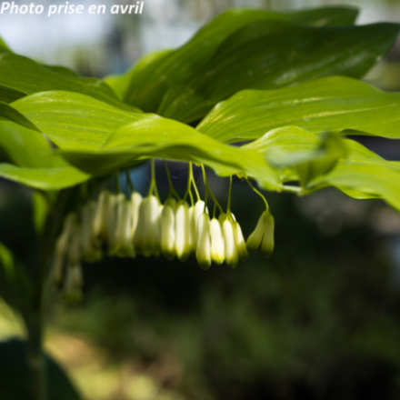 Polygonatum commutatum - Sceau de Salomon