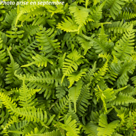 Polypodium 'Vulgare'