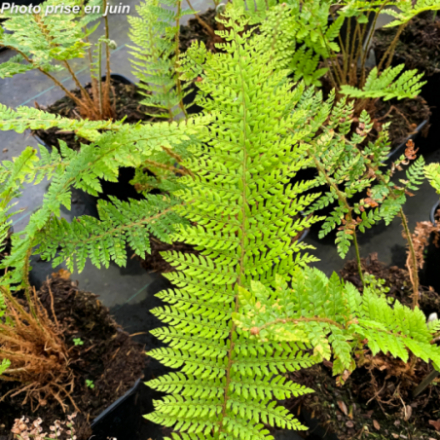 Polystichum 'Braunii'