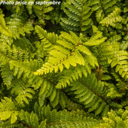 Polystichum polyblepharum