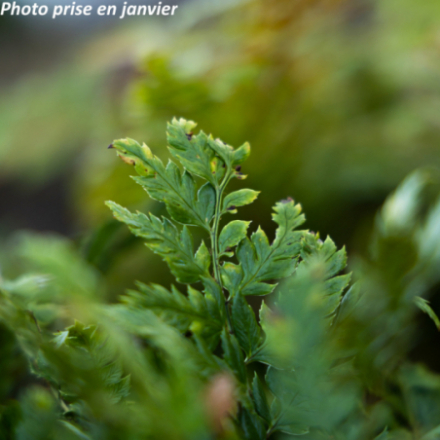 Polystichum rigens
