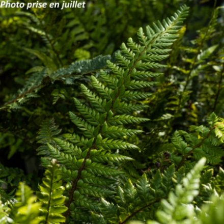 Polystichum tsus-simense - Aspidie
