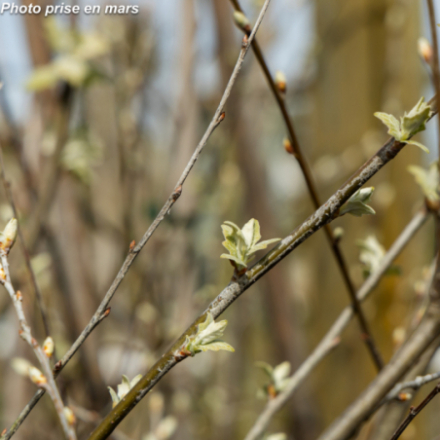 Populus alba 'Nivea'