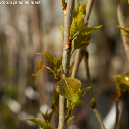 Populus nigra 'Italica'
