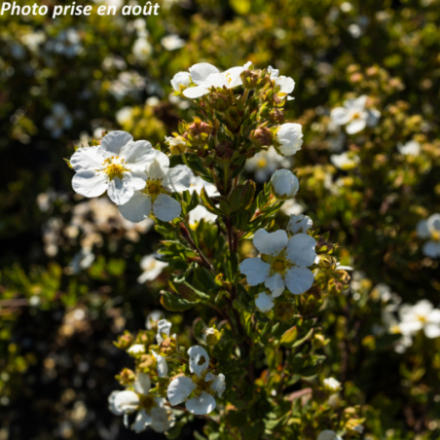 Potentilla fruticosa 'Abbotswood' - Potentille arbustive