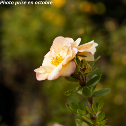 Potentilla fruticosa Double Punch Pastel ® 'Mincrero4'