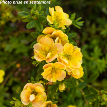 Potentilla fruticosa Double Punch ® Peach 'Mijaro1'