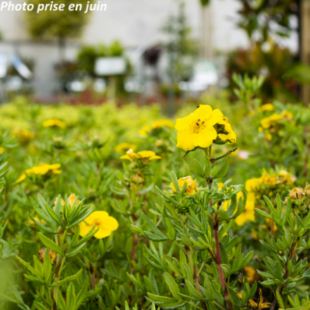 Potentilla fruticosa 'Jackmanii'