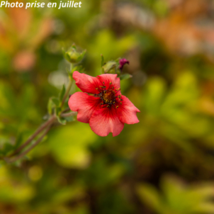 Potentilla nepalensis 'Miss Willmott'