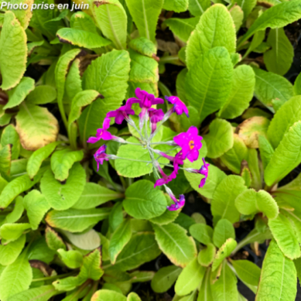 Primula Beesiana