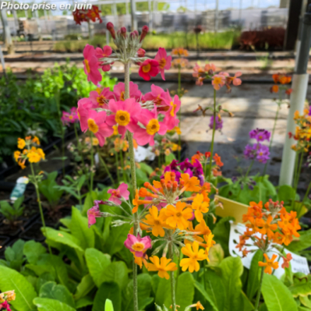 Primula bulleyana  - Primevère candélabre