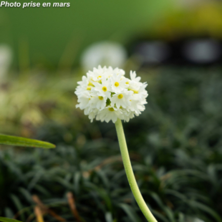 Primula denticulata 'Alba'