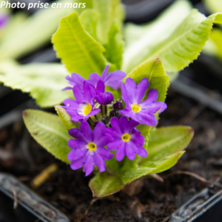 Primula denticulata 'Blue Select'