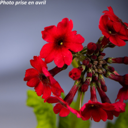 Primula japonica 'Millers Crimson'