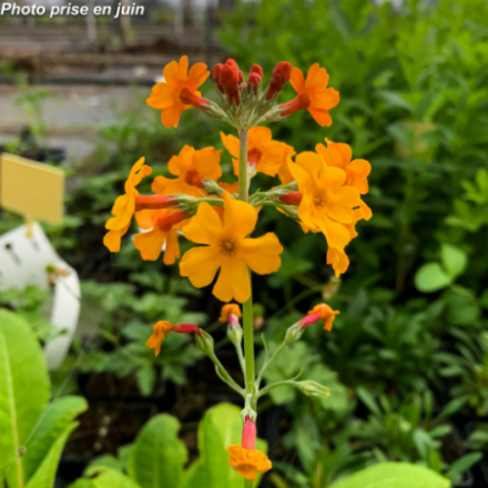 Primula x 'Bulleesiana'