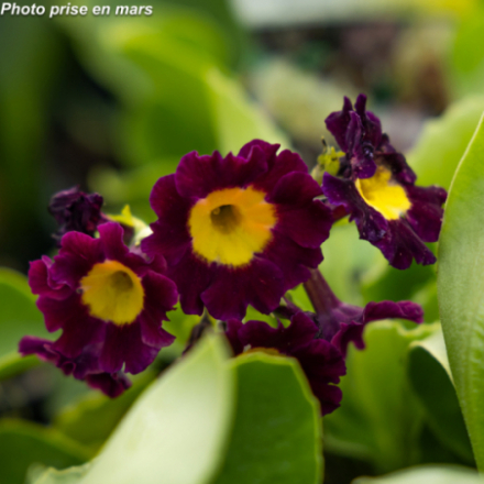 Primula x 'Pubescens'