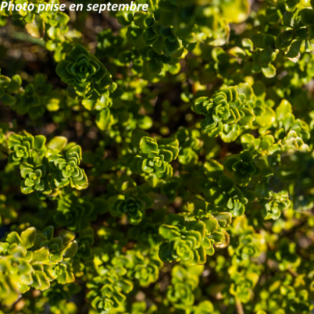 Prostanthera cuneata