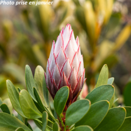 Protea cynaroides 'Little...