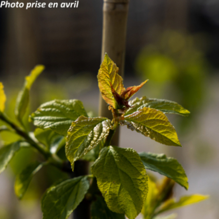 Prunus armeniaca 'Précoce De Saumur' - Abricotier