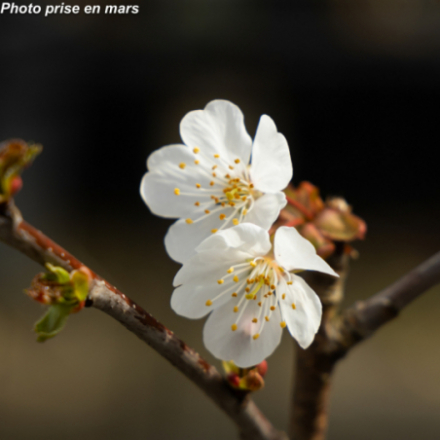Prunus avium
